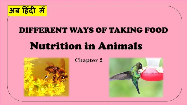 'Different Ways Of Taking Food In Hindi | How Do Animals Eat | Chapter 2 Class 7 | Mode Of Feeding'