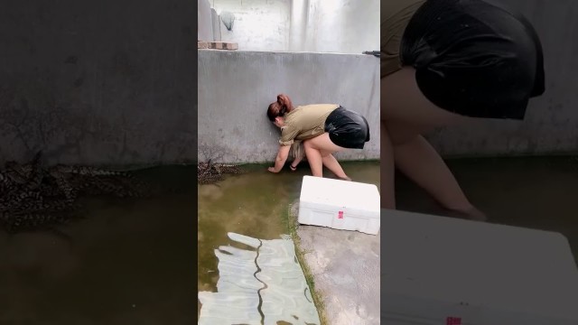 'Group of crocodiles in Crocodile farm , Give food to them, This is my work every day 27'