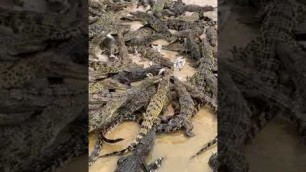 'Hurry up! Crocodile food has arrived #Shorts #YoutubeShorts'