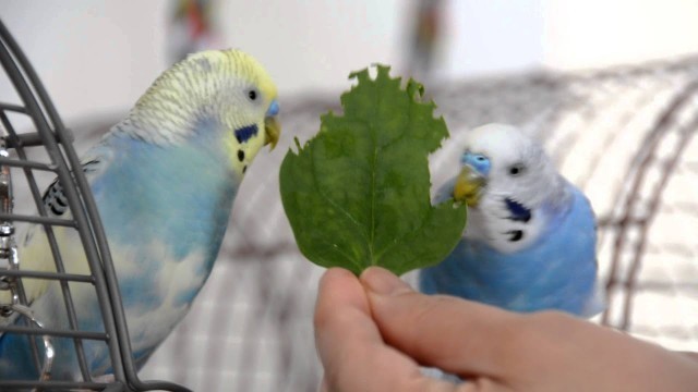 'Food tastes better when shared - Mango & Blueberry sharing a spinach leaf'