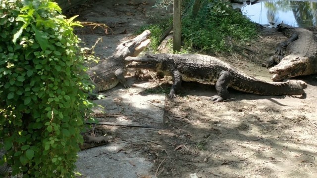 'Crocodile Fight & Feeding at Miri Farm, Sarawak, Malaysia'