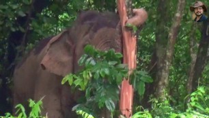'Tree bark is a favorite food source for elephants.'