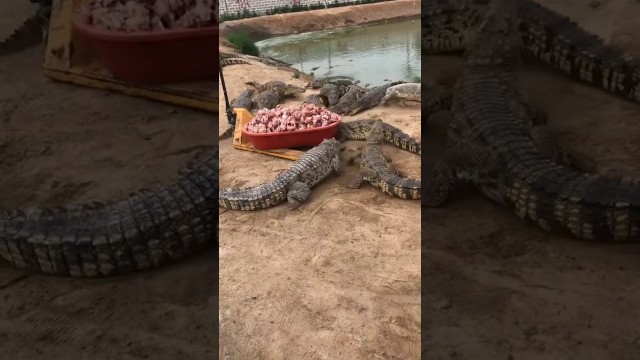 'Amazing Crocodiles ! Give food to crocodiles, Group of crocodiles in Crocodile farm # 28'