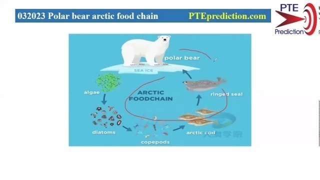 '【PTE prediction】Speaking- Describe Image--FLow--Polar bear arctic food chain'