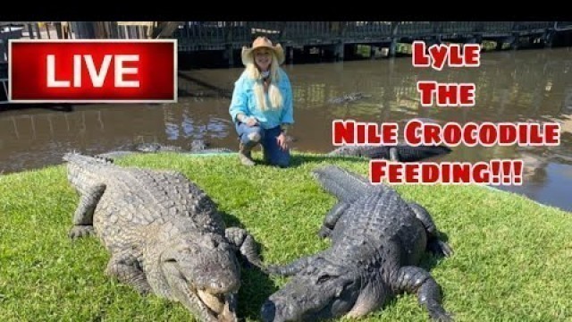 'Live LYLE the NILE CROCODILE FEEDING!!!'