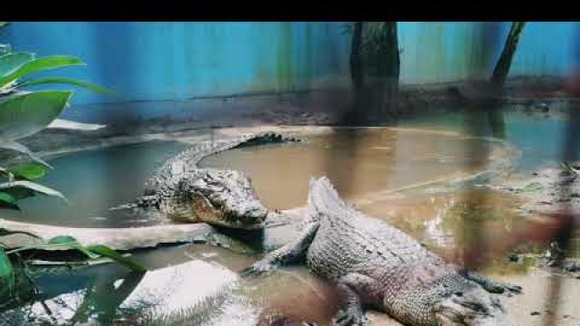 'Crocodile Feeding in Langkawi WildLife Park'