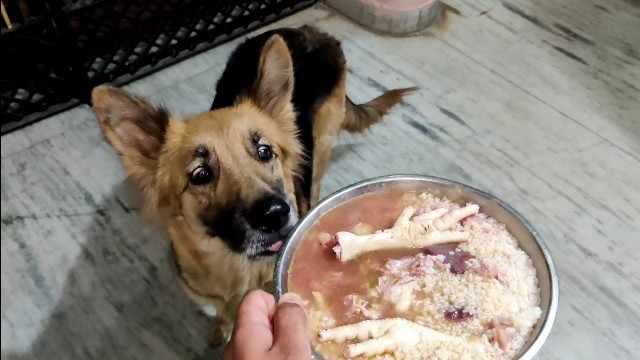 'German Shepherd Dog Diet In Winters (Hindi) | Supplements And Nonveg Diet For Gsd | All About Dogs'