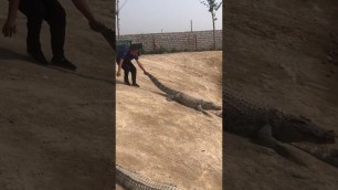 'Amazing Crocodiles ! Give food to crocodiles, Group of crocodiles in Crocodile farm # 39'