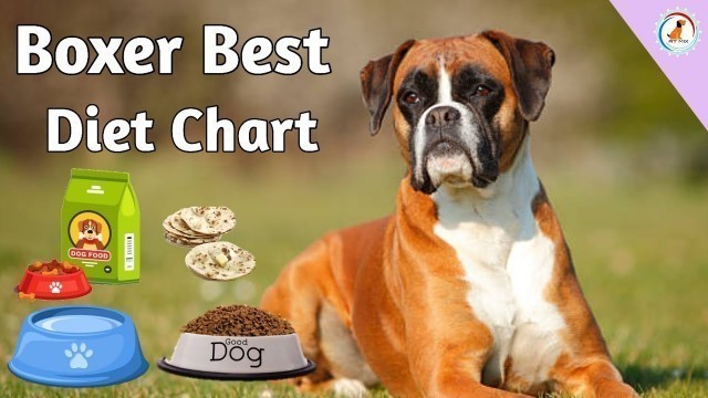 'Boxer Dog Diet plan : In Hindi : Boxer Diet chart : Best diet plan'