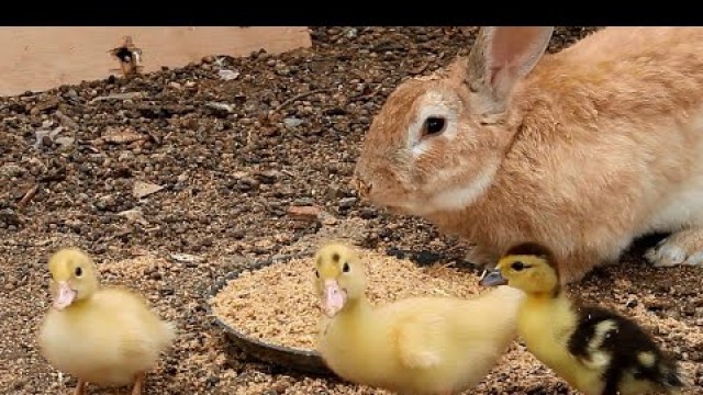 'The ducklings