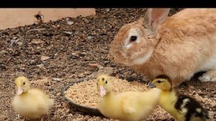 'The ducklings