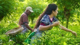 'Ceylon Tea Recipe (Homemade Tea) | World Famous Sri Lankan Secret! | Poorna - The nature girl'