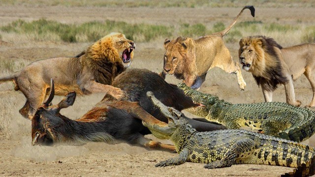 'Lions Go Down To The Lake To Save Food With Crocodiles - Crocodile Vs Lion, Leopard, Hyenas'