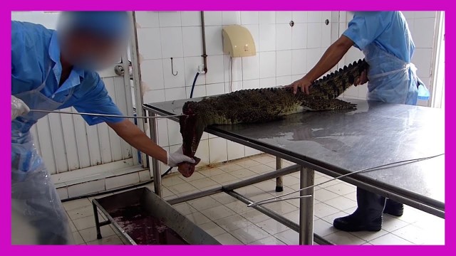 'Crocodiles Cut Open, Skinned in Vietnam for Leather Bags'