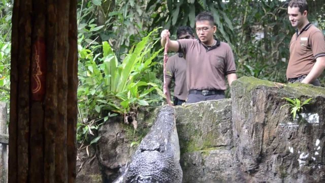 'Feeding Saltwater crocodile in Singapore Zoo'