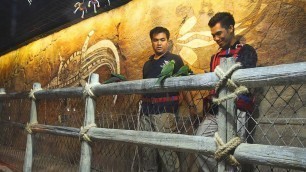 'crocodile feeding at Dubai Aquarium'