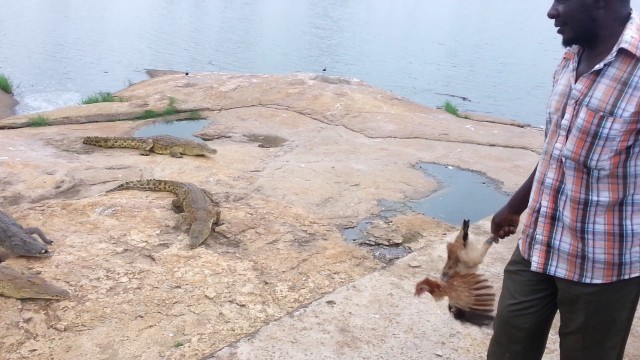 'Chicken Escapes Crocodile Feeding, Yamoussoukro, Ivory Coast, 2015'