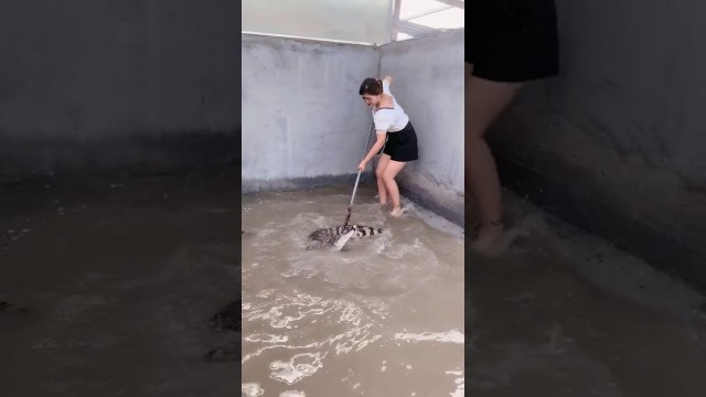 'Group of crocodiles in Crocodile farm , Give food to them, This is my work every day 25'