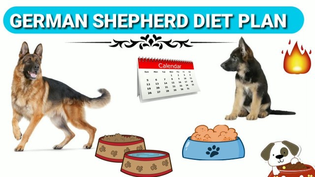 'German Shepherd Diet Plan | In Hindi | German shepherd chart'