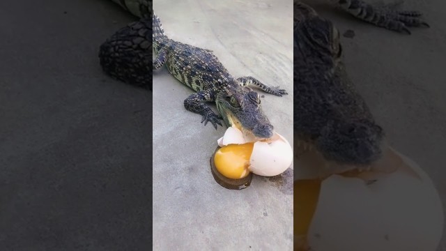 'Amazing Crocodiles ! Give food to crocodiles, Group of crocodiles in Crocodile farm # 4'