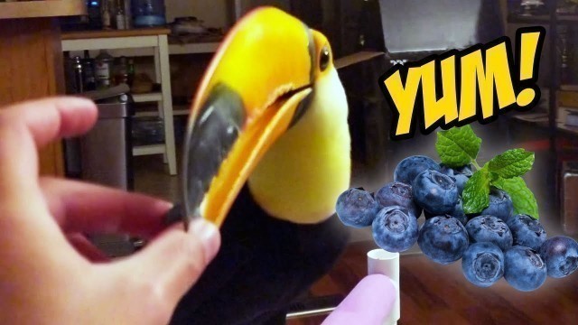 'Hand Feeding My Toucan Her Favorite Food! (Blueberries!!)'