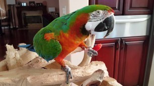 'Harlequin Macaw eating his favorite food!!'