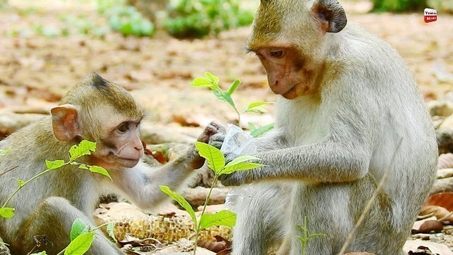 'UPDATE JANE FAMILY, THANK JANET SHARED FOOD TO JANA, LOVELY SISTERS MONKEYS, I LOVE YOU GUYS..'