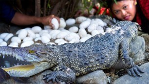 'Amazing! Catch & Cooking Crocodile with Big Crocodile Eggs Recipe in Forest – Crocodile Foods'