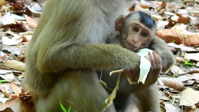 'Lovely Rose shared food to her baby monkey Rex how sweet videos'