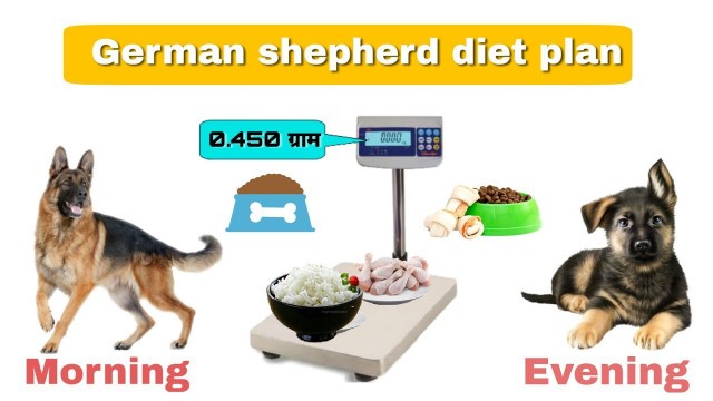 'German shepherd full diet plan ||  homemade food for dogs || german shepherd chart ¦¦ In hindi'