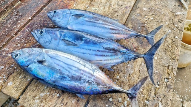 'Skipjack Tuna Cutting in Sri Lanka | Perfect Tuna Cutting Skill| බලයා'