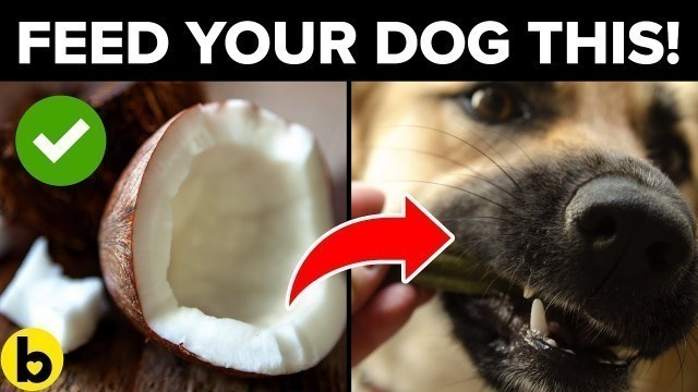 '12 Human Foods That Are Actually Good For Your Dog'