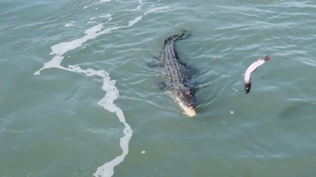 'Crocodile and Shark Fight Over Food'