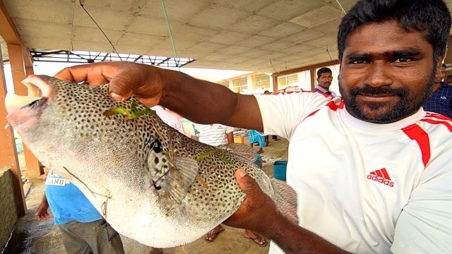 'SRI LANKA Seafood Heaven in Jaffna!! SPICY Prawn CURRY + “Khool” Soup - Tamil Food in Sri Lanka!'