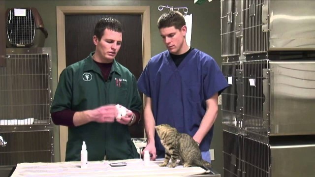 'How to Get Rid of Cat Odor in a House'