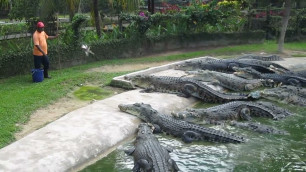 'Feeding food for crocodile.....Risky food feeding for CROCODILE..................'