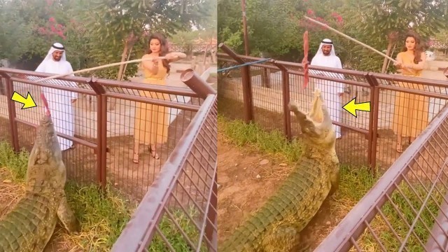 'Urvashi Rautela Feeding Meat To the largest Crocodile At Dubai Fame park'