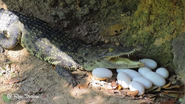 'Found Crocodile Eggs then Make Omelet - Cooking Crococdile Egg Eating to Survival - River Delicious'