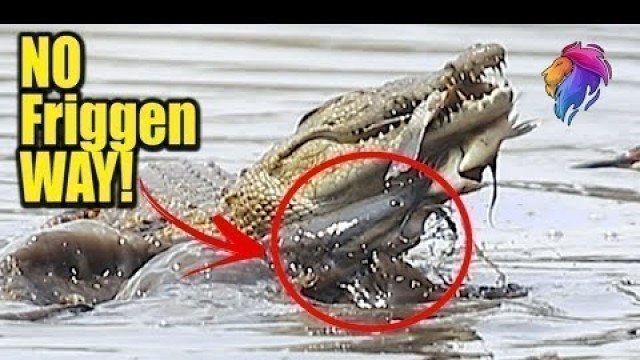 'Catfish Attack Crocodile Tries to Get a Free Meal.'