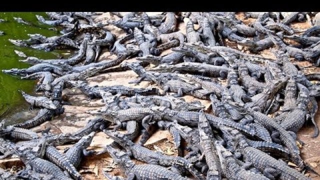 'Croc Farm Ivato: 10,000 crocodiles ready to be turned into a kebab or handbag'