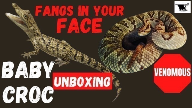 'NEW Crocodile Bushmasters Eyelash Vipers | Fangs in Your Face Feeding Strikes'