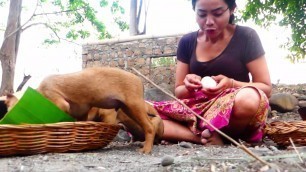 'primitive in forest- women Catching crocodile  for food dog- cooking crocodile & egg- eat delicious'