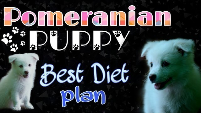 'pomeranian puppy diet chart in hindi पोमेरियन पोमेरेनियन डॉग pomeranian puppies food chart'