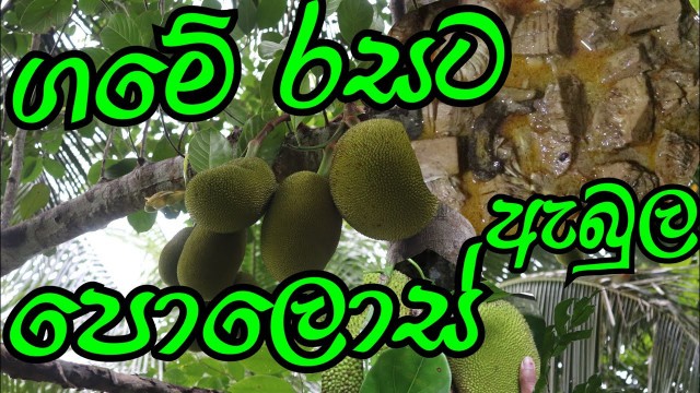 'පොලොස් ඇබූල.how to make polos abula sri lankan food. how to make food .village food.'