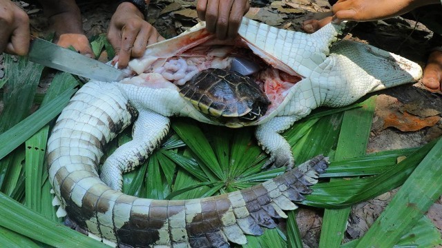 'Unbelievable Turtle in Crocodile Stomach the Grilling Crocodile Eating to Survival'