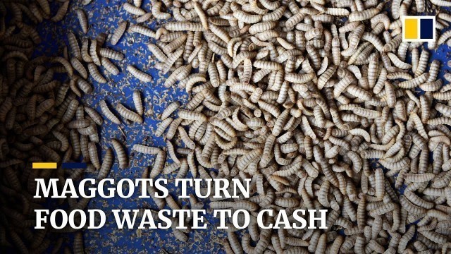 'Maggots convert food waste to \'gold\' at Singapore insect farm'