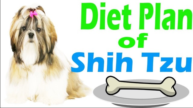 'Diet Plan of Shih Tzu | In Hindi |  शिह त्ज़ू की आहार योजना | ACH'