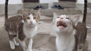 'My Cat Is Crying For Her Favorite Food'
