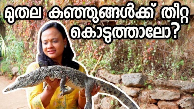 'Crocodile feeding at Mamba Village & Crocodile meat in Nairobi |  Malayalam Travel vlog Africa|'