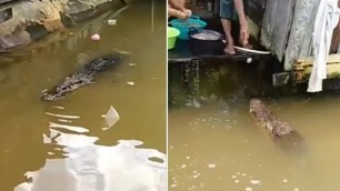 'Crocodile Floats Over To House For Food'